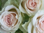 Baby Pink Bridal Roses