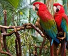 Macaws