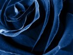 Blue Rose