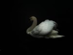 Swan