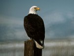 Eagle