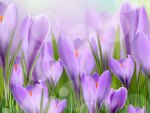 Crocus so Lavender