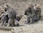 Wolf Pups