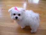 Sweet maltese