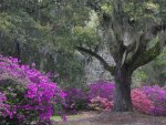Azaleas in Spring