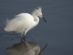 ~Egret Reflection~