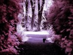 âœ°Lonely Cat Infraredâœ°
