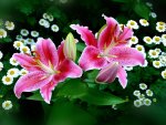 Spring~Easter Lilies
