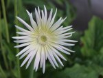 White Gerbera