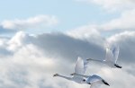 Swans in flight