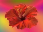 ~Hibiscus~