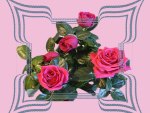 ~Roses~
