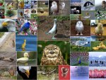 collage birds