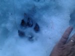 ~~; Paw prints in the snow ;~~