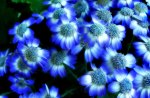 BLUE FLOWERS