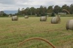 Bales of barley
