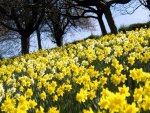 Meadow of Daffodills