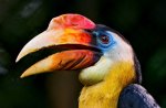 colorful hornbill