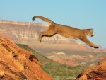 Cougar Canyon Leap
