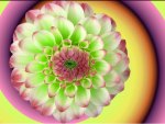 Flower Spiral Gradient
