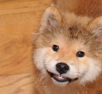 Adorable Smiling Puppy