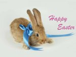 Happy Easter Bunny