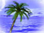Palm Tree