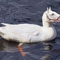 Duck_Horse
