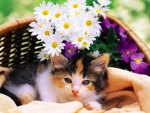 Cat and flowers in basket