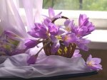 Crocuses window