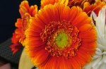 Flaming Gerbera