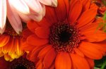 Blazing Gerbera