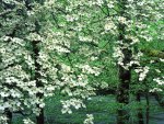 Dogwoods in Bloom