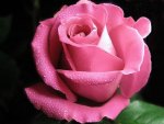 Perfect Pink Rose