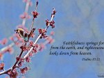 Spring butterfly with scripture