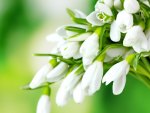 Bouquet of snowdrops