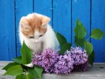 Cat and lilac