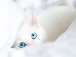 Blue Eyes