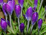 Wet crocuses