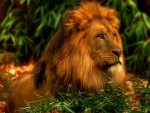 KING OF THE JUNGLE