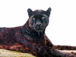 Gorgeous Black Leopard