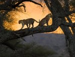 Leopards In The Trees
