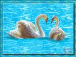 Swan Love