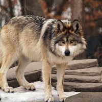 beautiful endangered mexican wolf