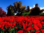 Beautiful Red Flowers