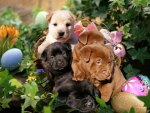 Easter Puppies