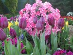 Tulips are spring-blooming 10