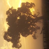 Actuall a Beautiful sunrise near my house