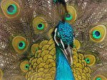 Peafowl