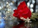 ~Wedding Red Rose~